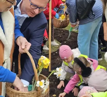 Pola Nadziei w Tyczynie – żonkile posadzone przed Urzędem Miejskim