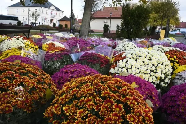 Chryzantemy na rynku w Głogowie Małopolskim przed Wszystkich Świętych